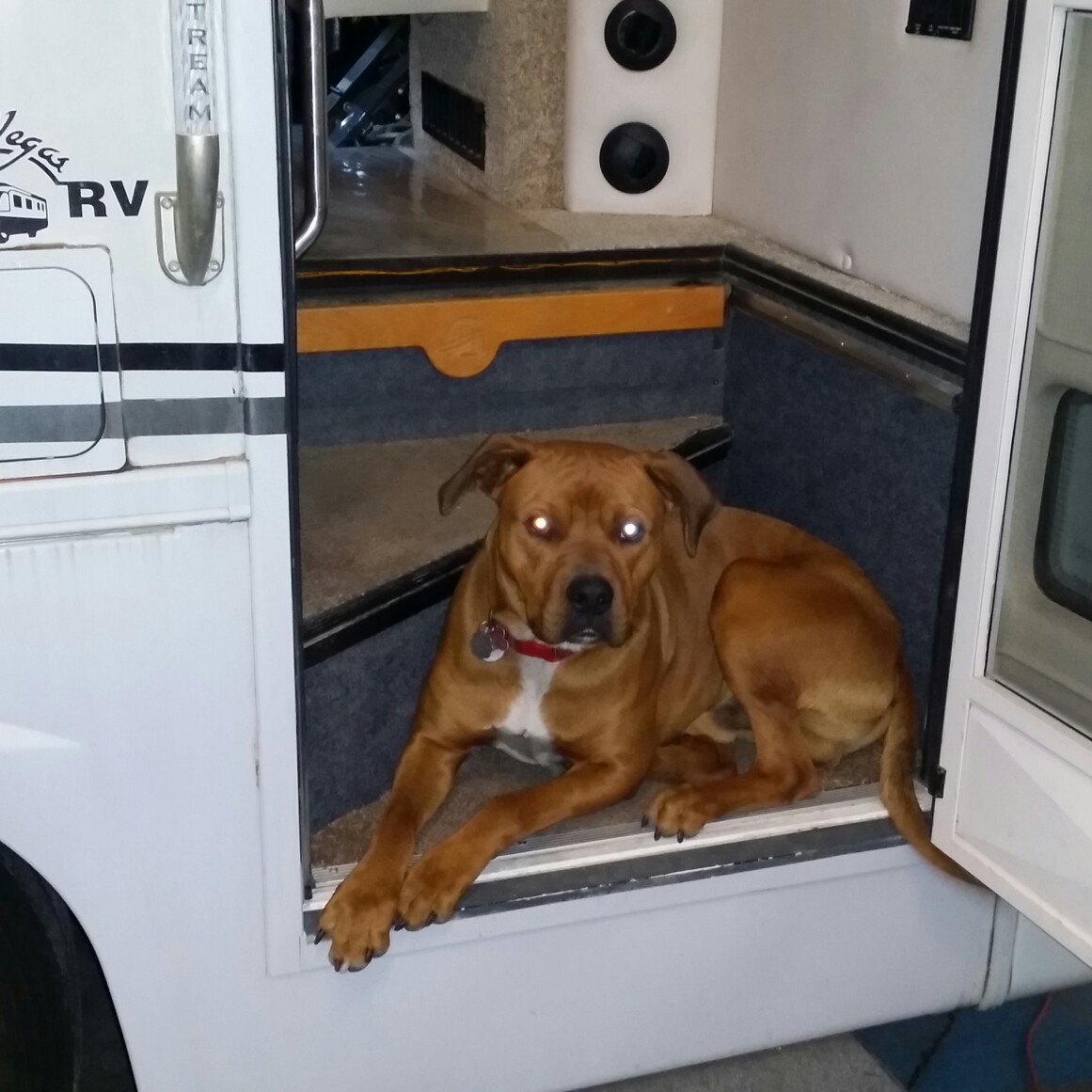 Hey everybody Tucker here so I have been really busy lately with Chet going all over the country finding RVS for xmas come see the 4 new ones we picked out!!