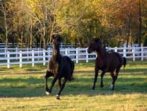 BrighterDaze Farm Image