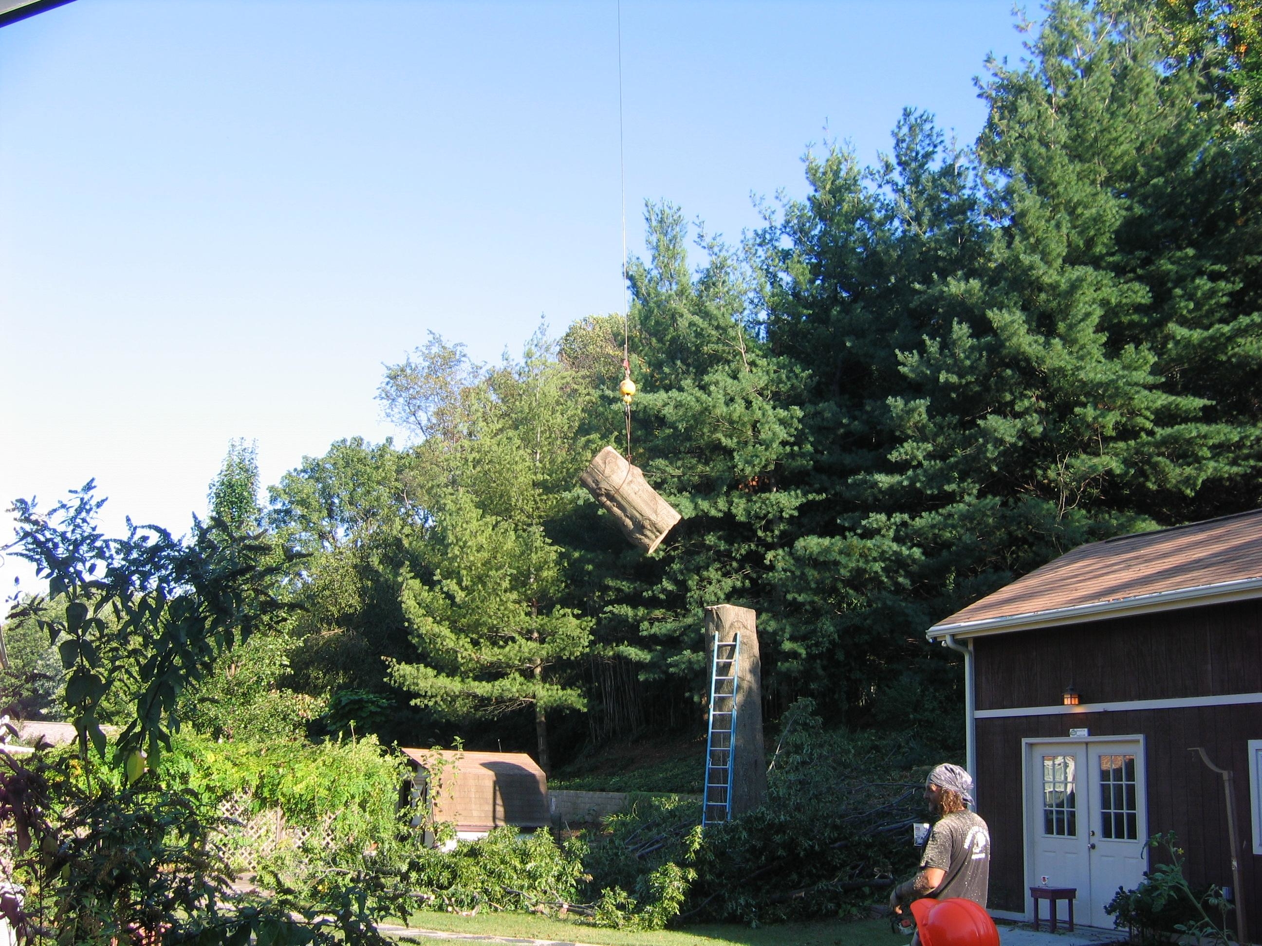 Mark's Tree & Stump Removal Photo