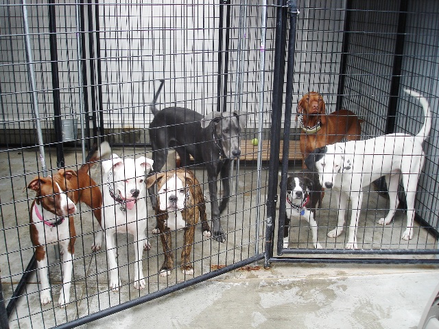 All States K-9 Detection & Dog Training - Fullerton, CA