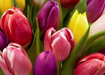 Red Boiling Springs Florist