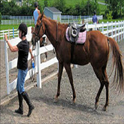 Images Canterbury Stables