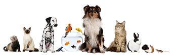 Forty Paws Pet Sitting - classified ad