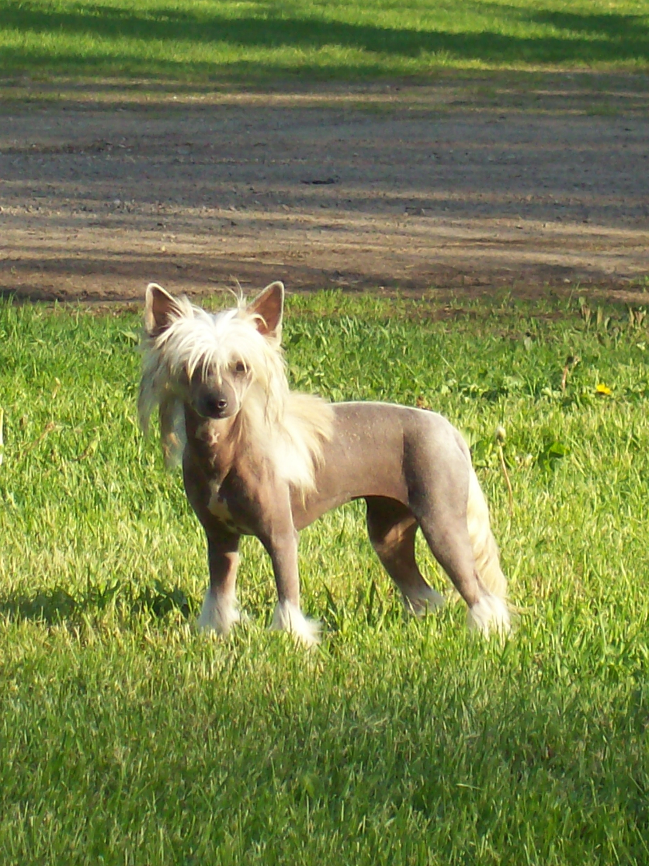 Golden Paws Pet Grooming School Photo