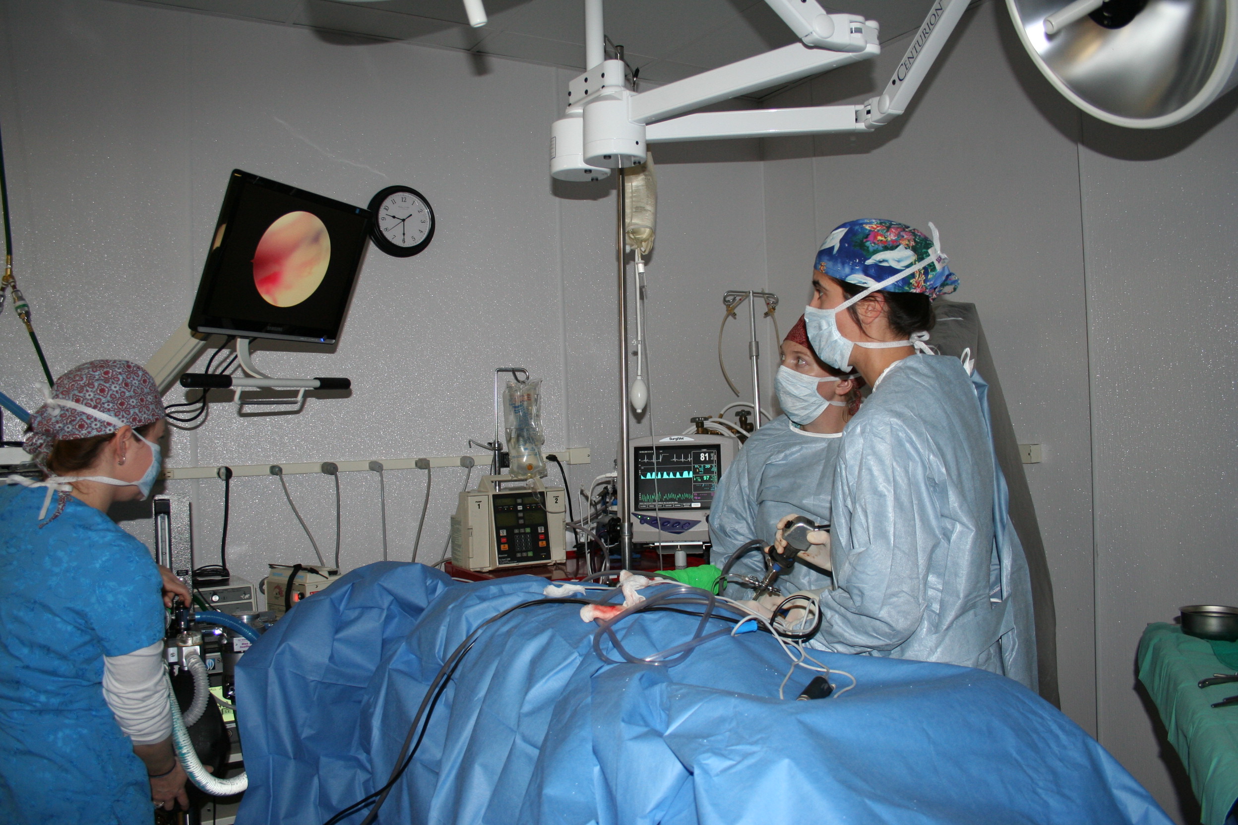 Bulger Veterinary Hospital Photo