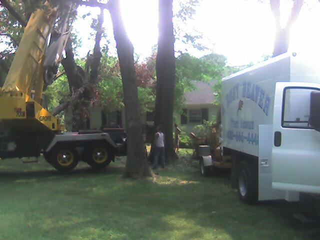 A Busy Beaver Tree Service Photo
