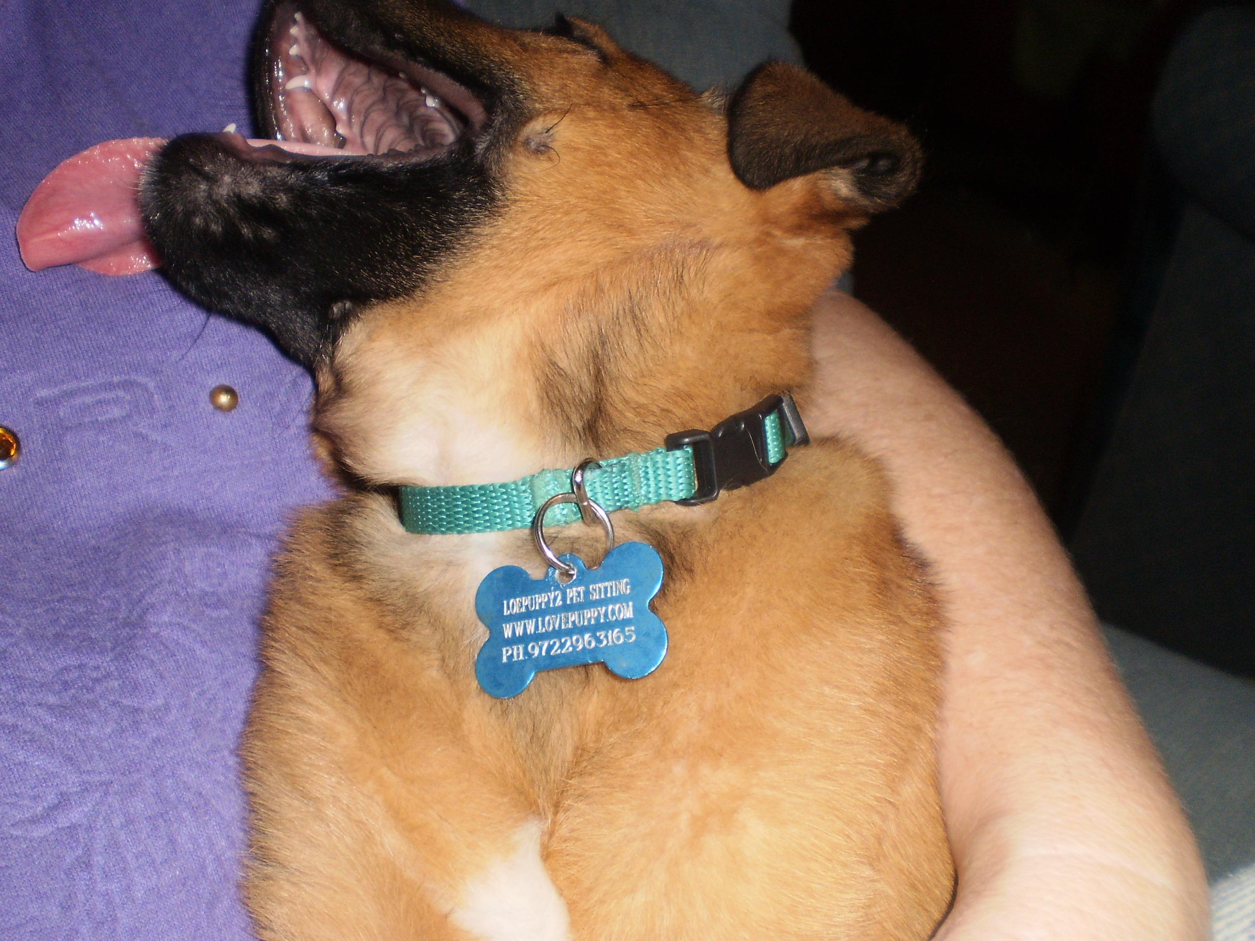 Lovepuppy2 Pet Sitting - classified ad