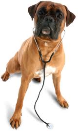 Vets in IL Chicago 60612 Midwest Animal Hospital 635 N Western Ave (773)492-4483