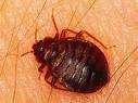 Chemtech Exterminating Corp: Bed Bug Exterminator - Forest Hills, NY