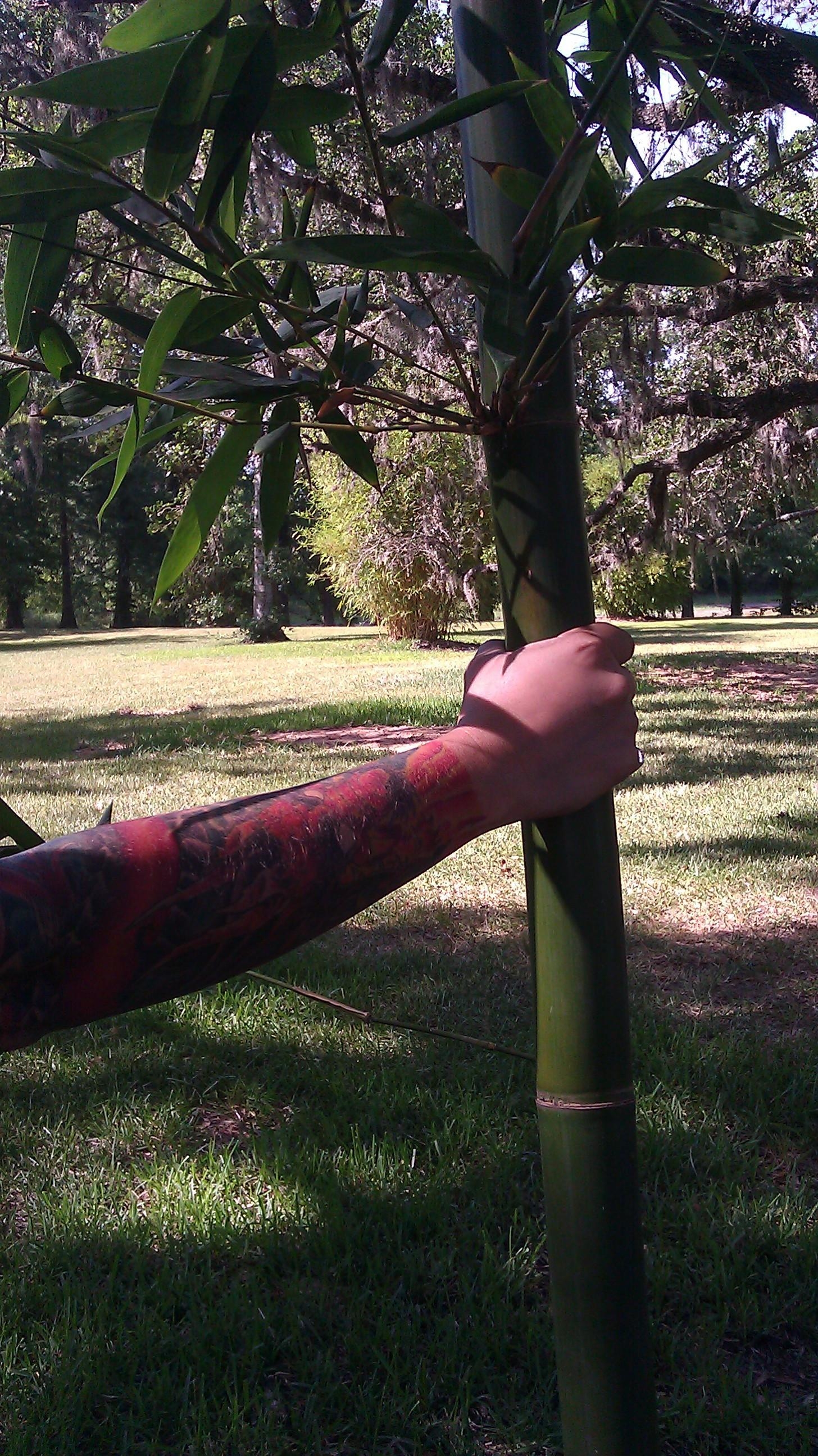 Bamboo Your Privacy Photo