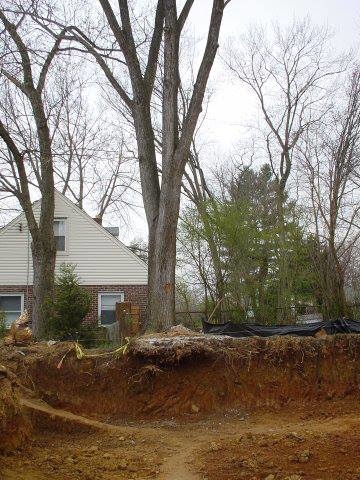 Branch Tree Experts Photo