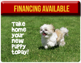 American Dog Club Photo