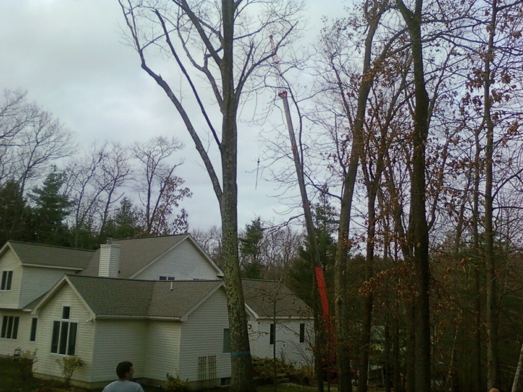 Middlesex Tree Service - Woburn, MA
