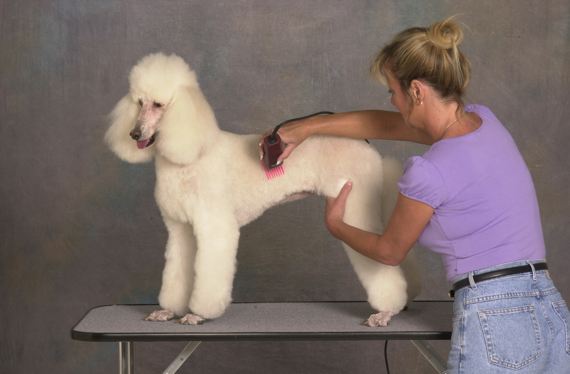 Golden Paws Pet Grooming School Photo