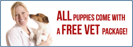 American Dog Club Photo