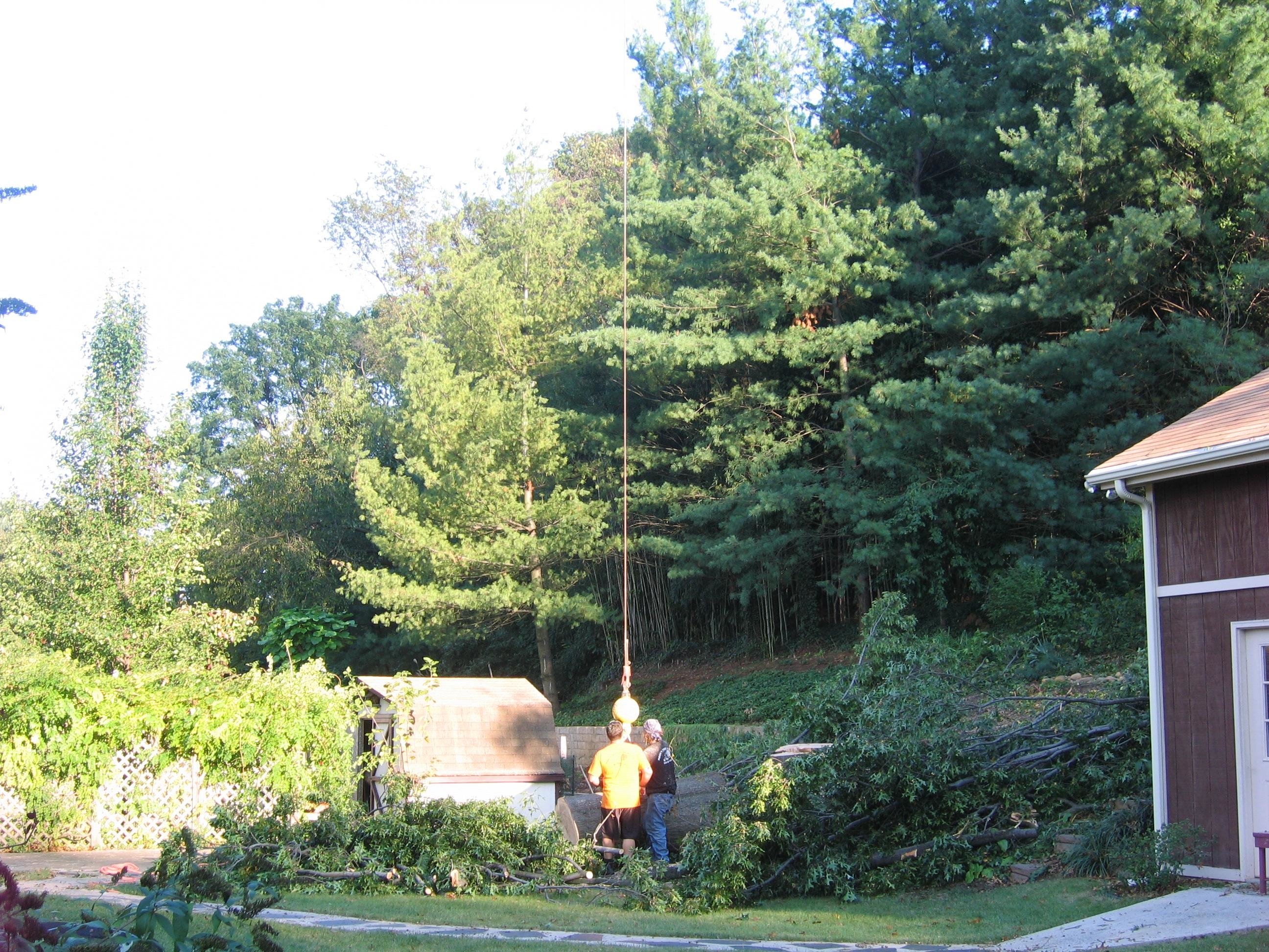 Mark's Tree & Stump Removal Photo