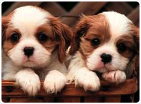 American Dog Club Photo