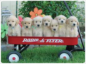 American Dog Club Photo