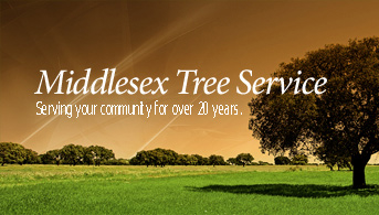 Middlesex Tree Service - Woburn, MA