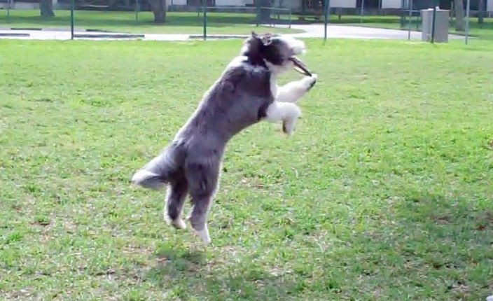 K9 Advisors Dog Training