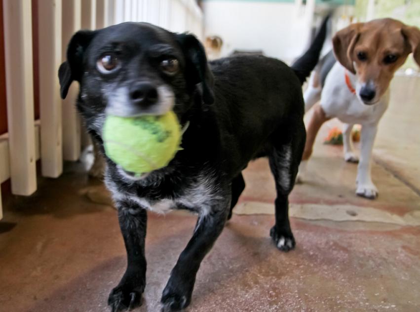 Lucy s Doggy Daycare And Spa 937 S Laredo St San Antonio TX Dog