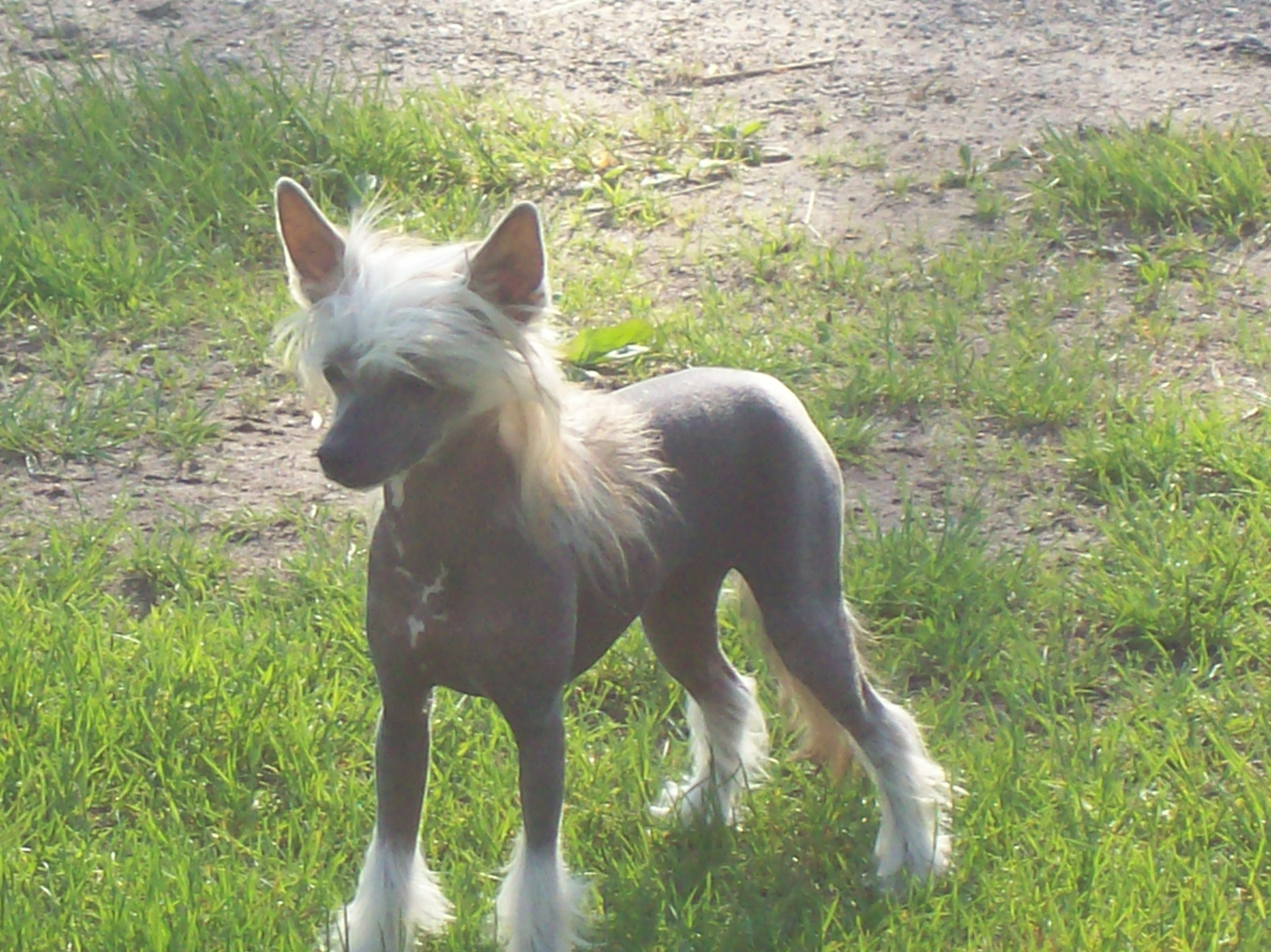 Golden Paws Pet Grooming School Photo