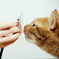 Brooklyn Cares Veterinary Clinic - Brooklyn, NY