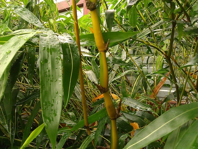 Bamboo Your Privacy