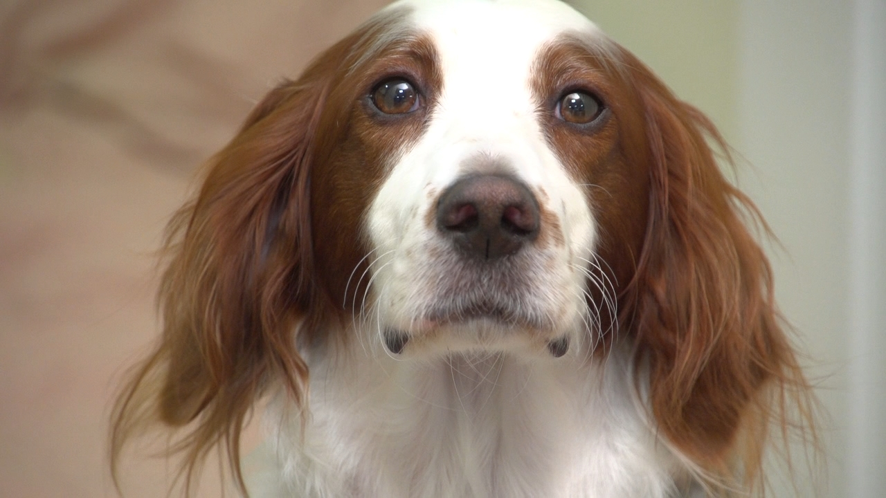 Howell Animal Hospital Photo