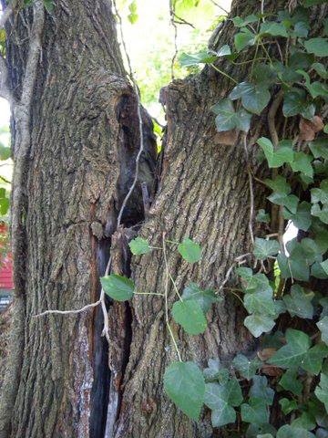 Branch Tree Experts Photo