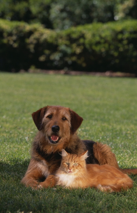 Grassy Meadows Lawn Care And Tick Control