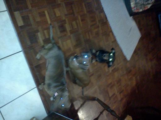 Alone at Home Pet Services, Inc Photo