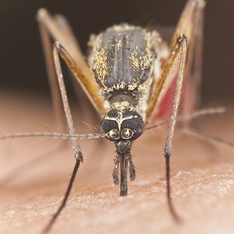 Bed Bug Finders Llc Review Bed Bug Finders Llc Review
