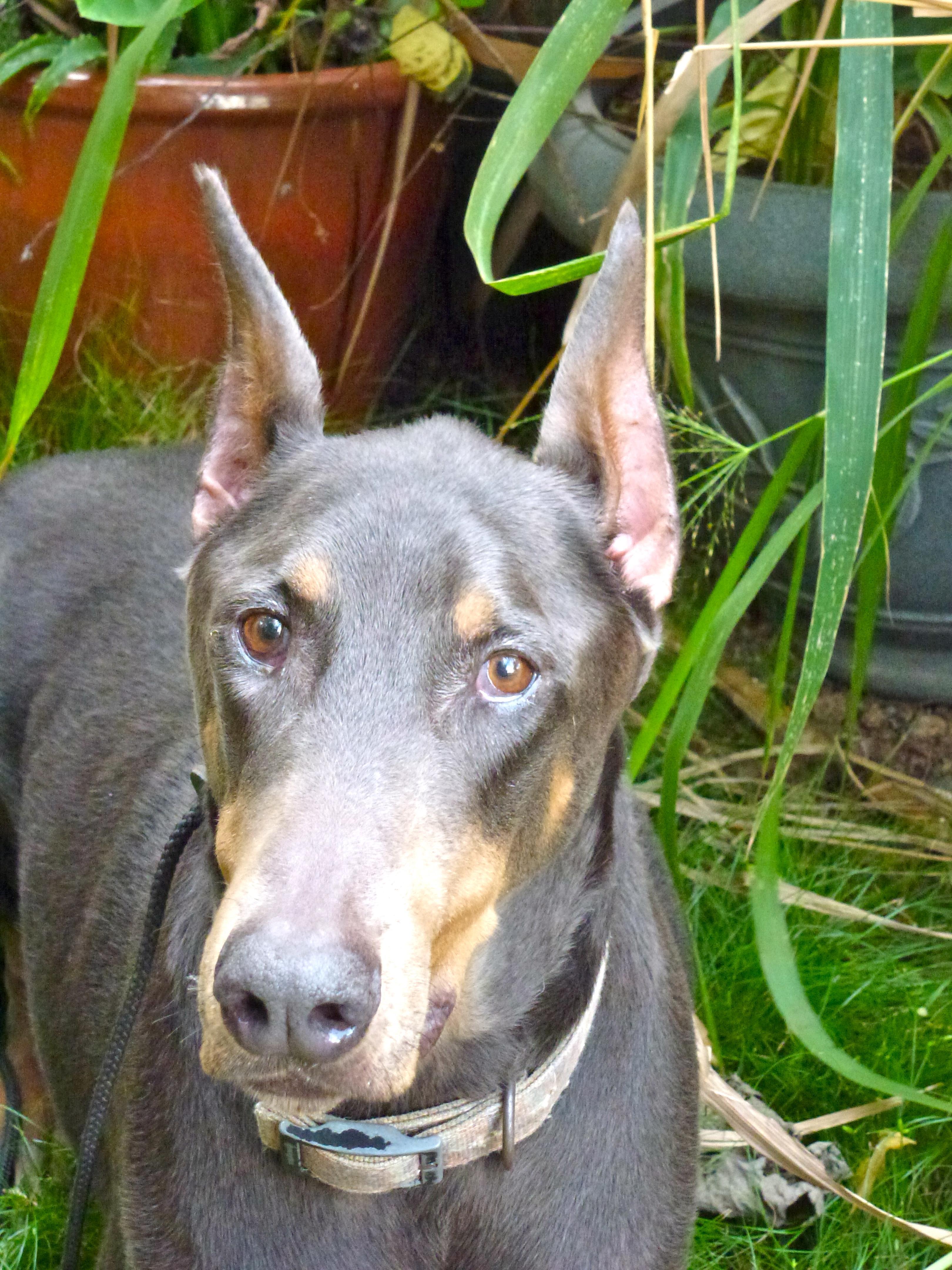 agility near me balanced obedience coupons near me in honolulu 8coupons agility near me balanced obedience coupons near me in honolulu 8coupons
