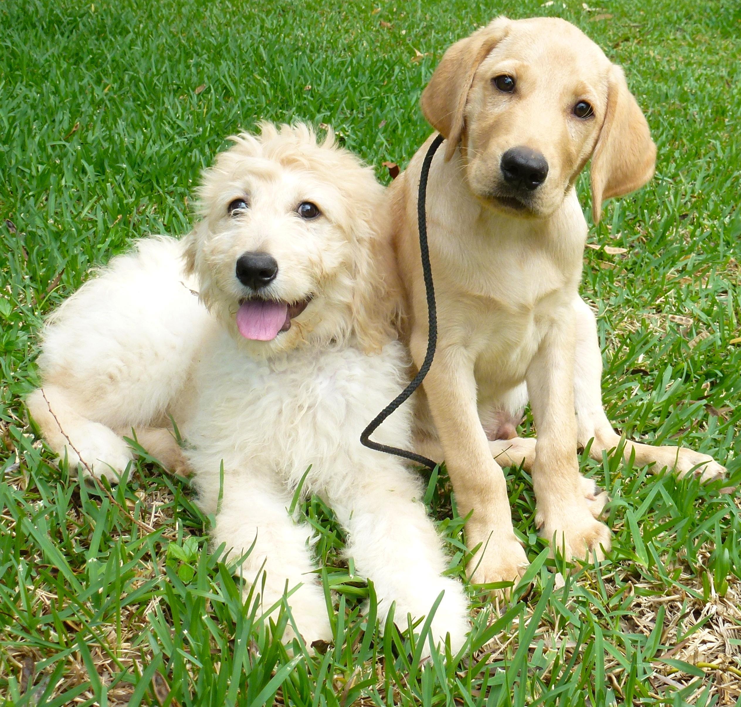 agility near me balanced obedience coupons near me in honolulu 8coupons agility near me balanced obedience coupons near me in honolulu 8coupons