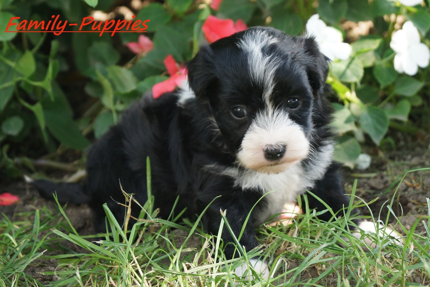Family Puppies
