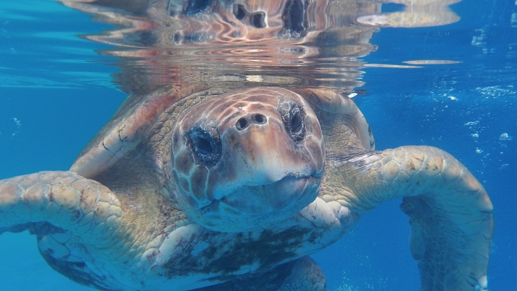 Gulfarium coupons