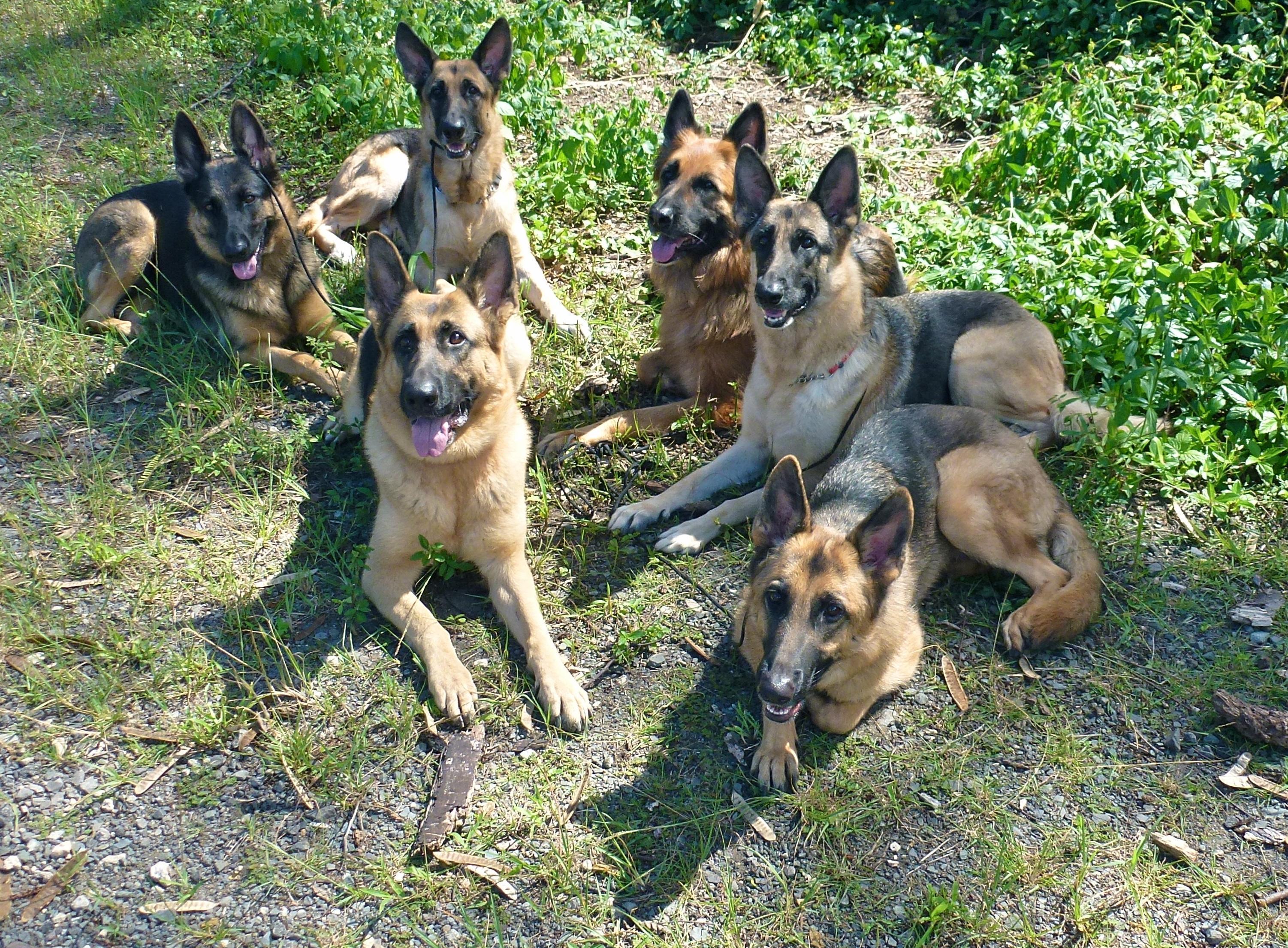 Balanced Dog Training Near Me Balanced Dog Training Near Me