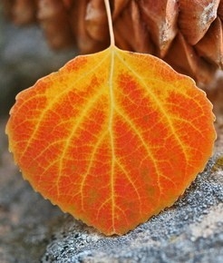 Aspen Creek Family Medicine