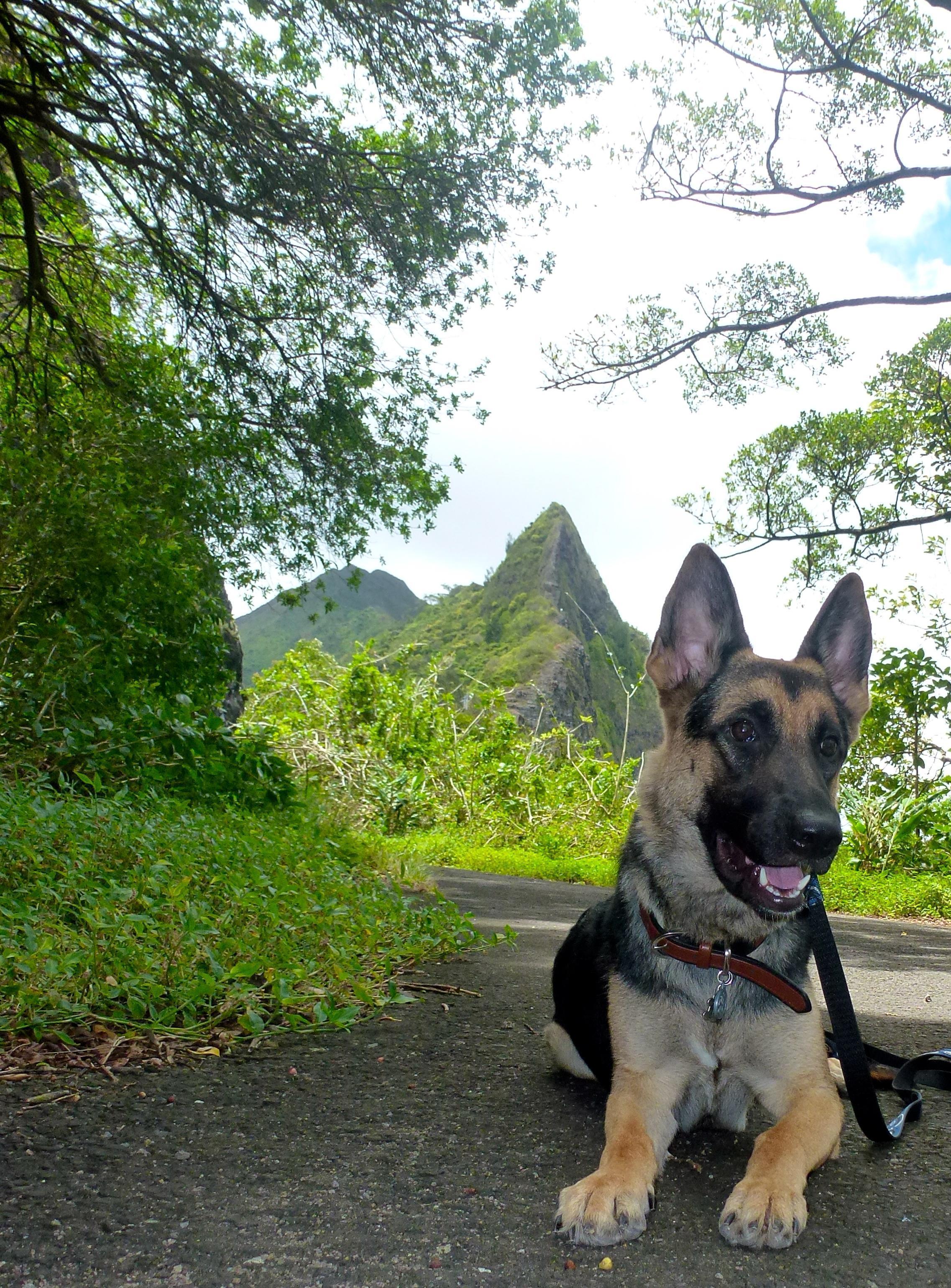 agility near me balanced obedience coupons near me in honolulu 8coupons agility near me balanced obedience coupons near me in honolulu 8coupons