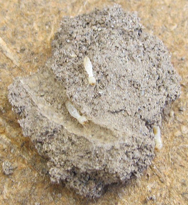 Images Bills Pest Termite Control Mesa Az