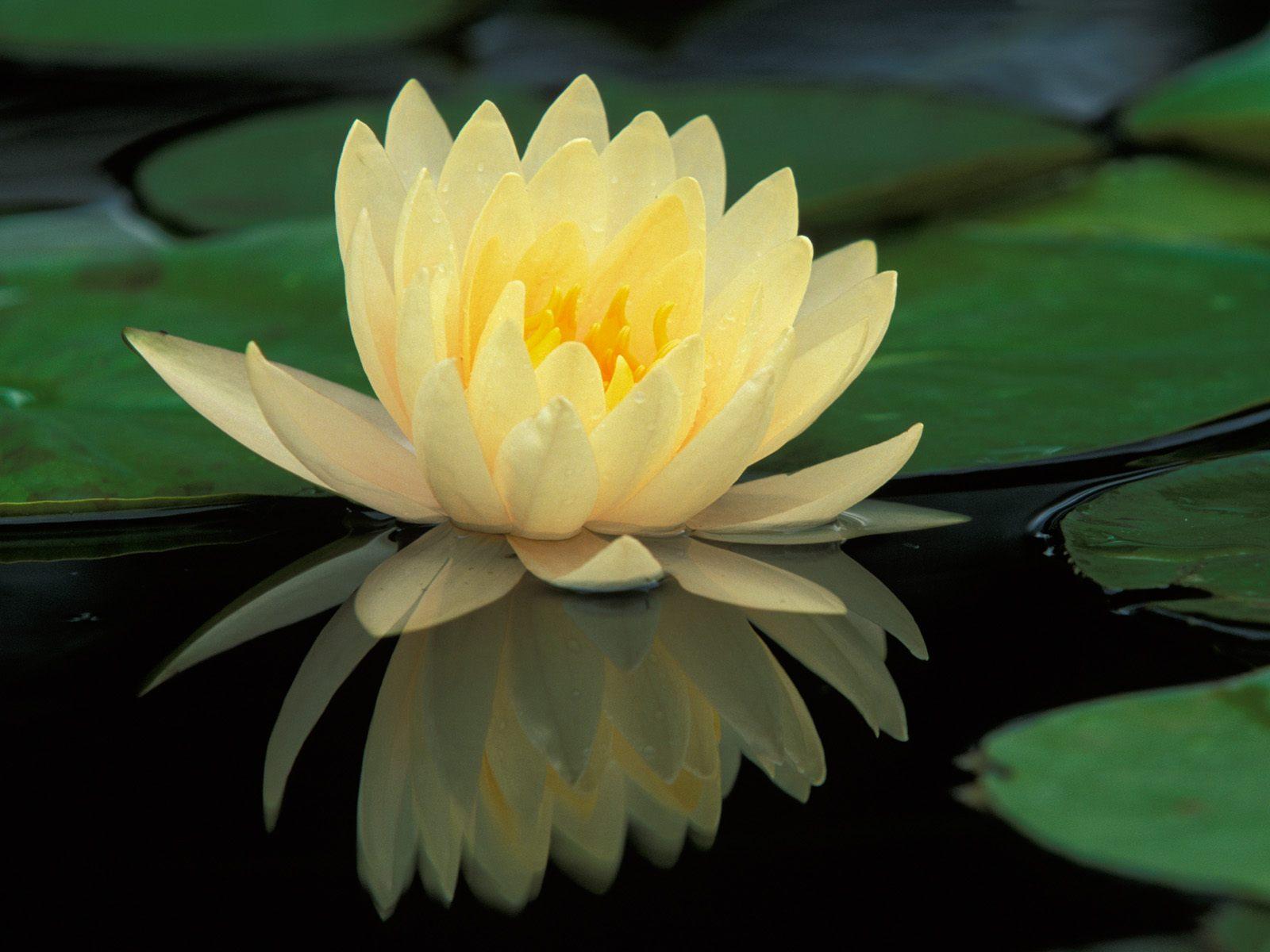 Lily Dermal Care (Advanced Esthetics & Skin Care)