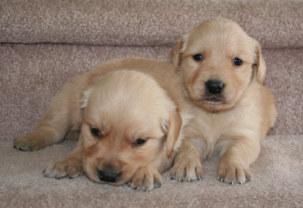 Colorado Puppies