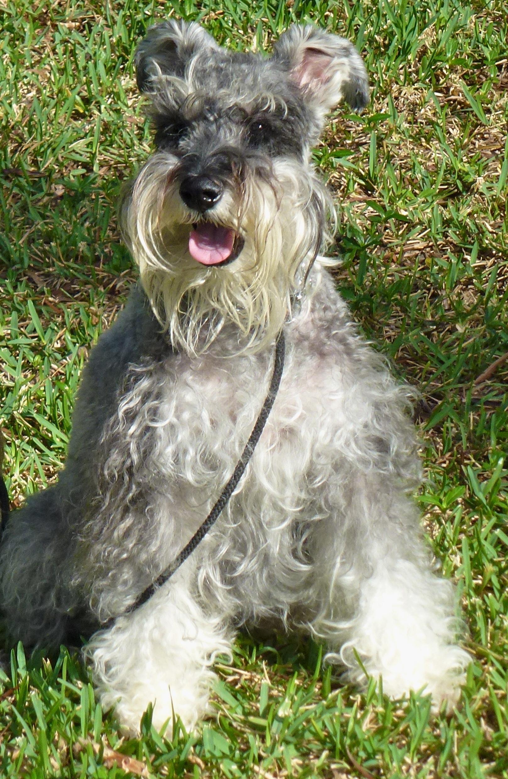 agility near me balanced obedience coupons near me in honolulu 8coupons agility near me balanced obedience coupons near me in honolulu 8coupons