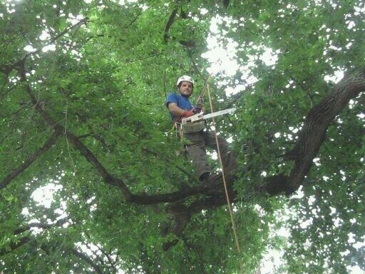 Naturalgreentreeservicellc