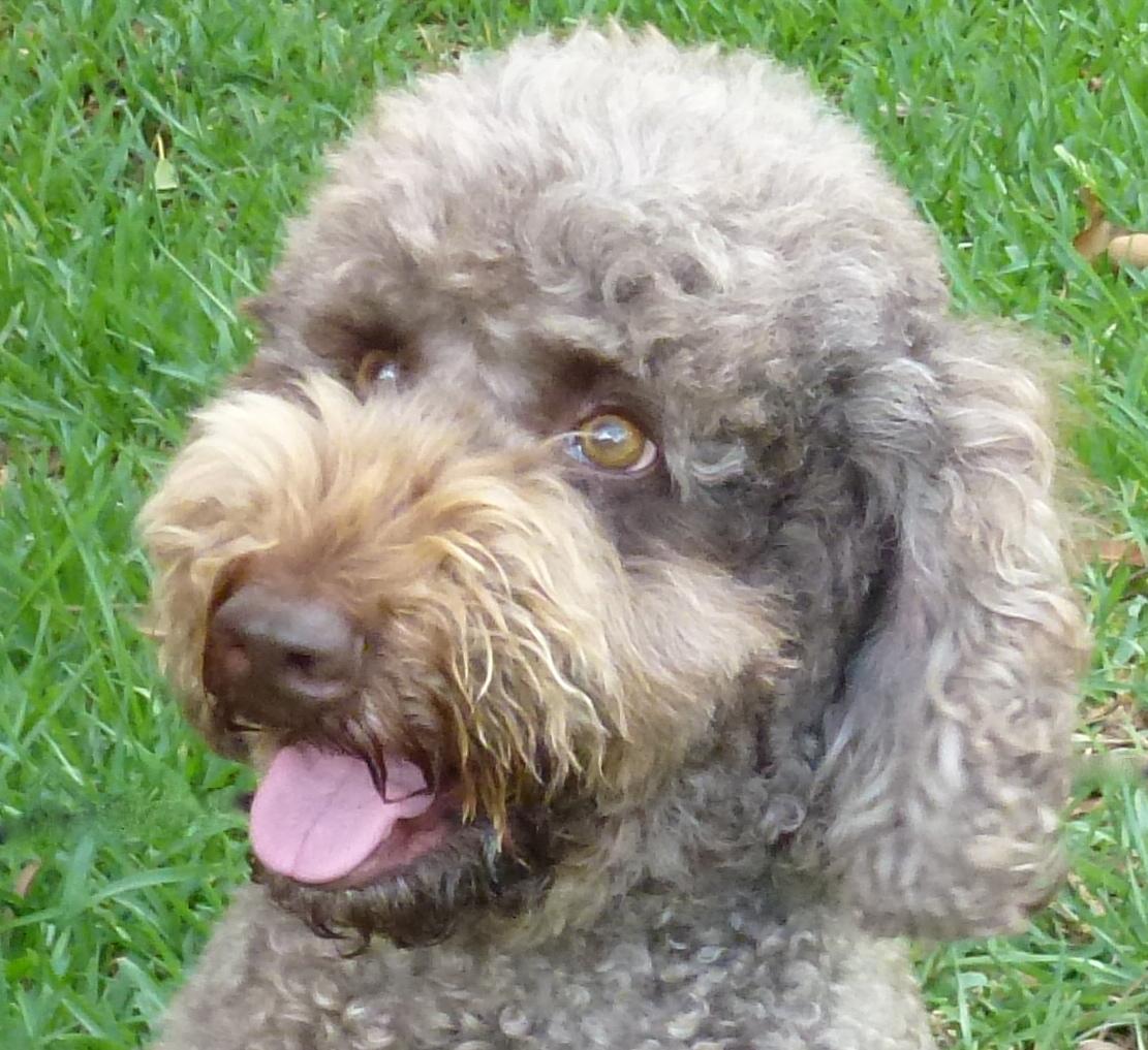 agility near me balanced obedience coupons near me in honolulu 8coupons agility near me balanced obedience coupons near me in honolulu 8coupons