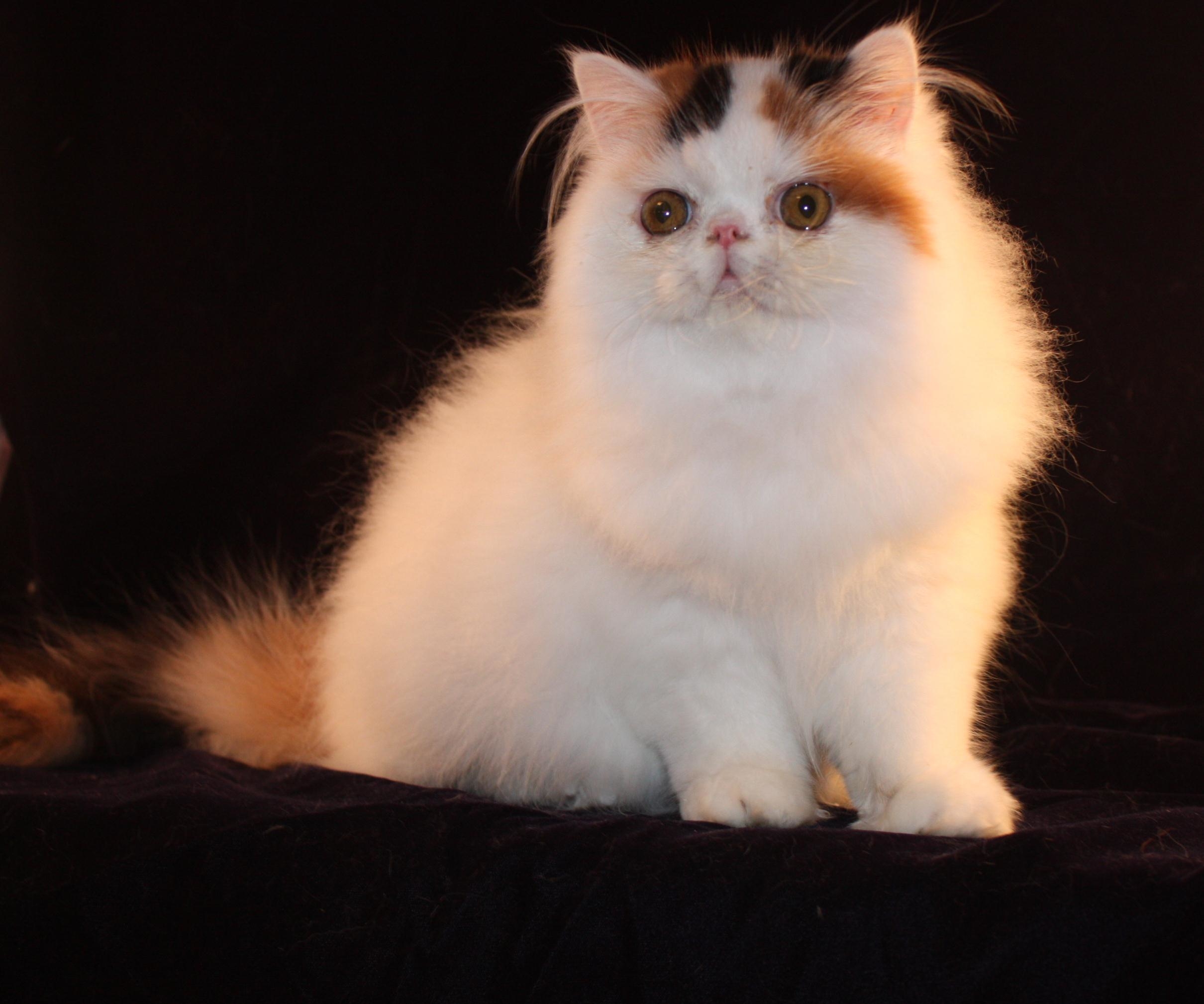 Animal Attraction Pet Grooming "the Cat Groomer"