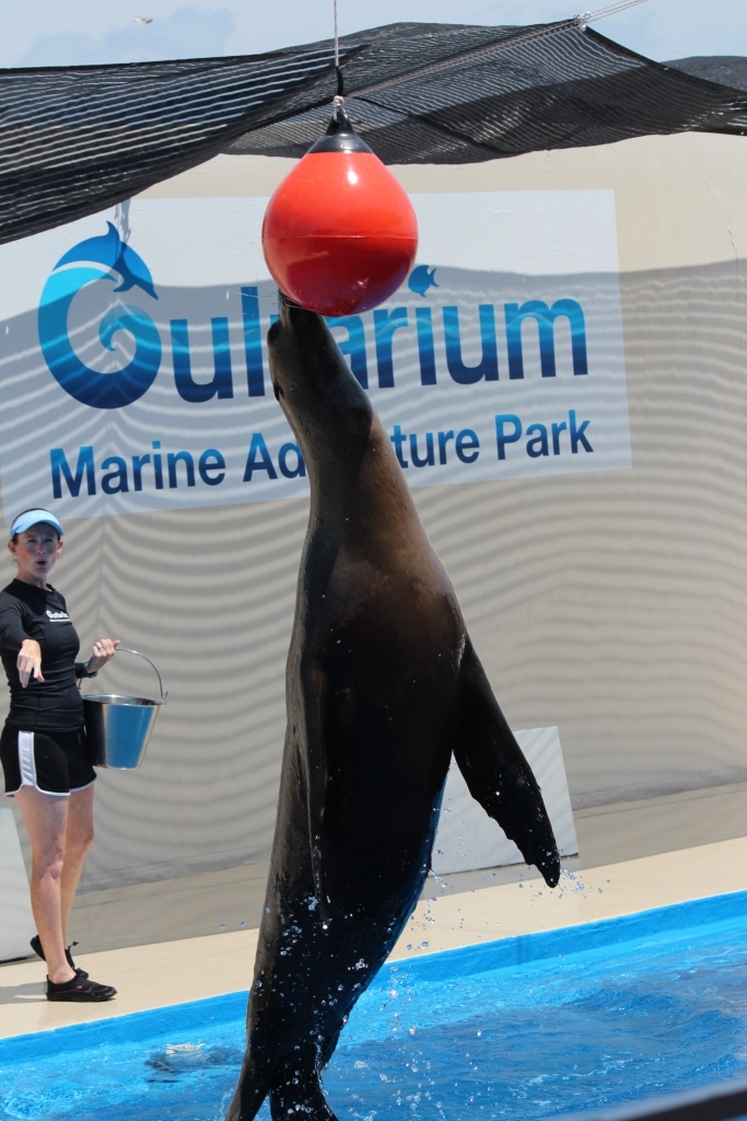 Gulfarium coupons