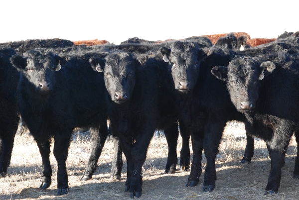 Images First National Agency