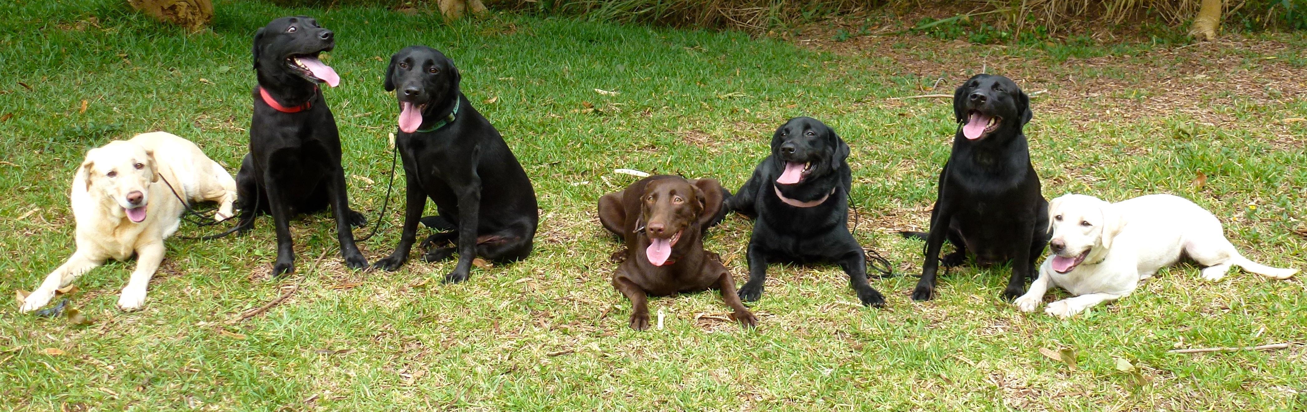 agility near me balanced obedience coupons near me in honolulu 8coupons agility near me balanced obedience coupons near me in honolulu 8coupons